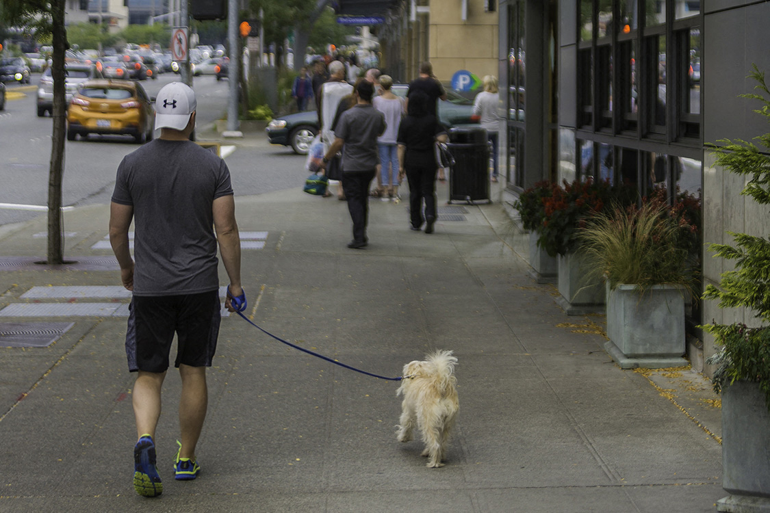 Man walking his dog because Lux Apartments Bellevue WA are pet friendly 